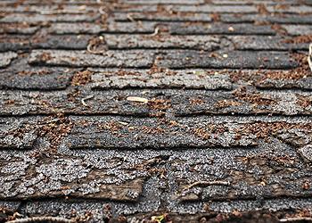 Andres Roofing Images